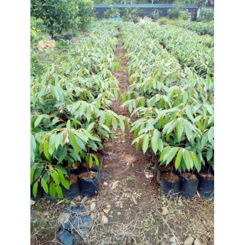 Jual Paket 10 tanaman Durian Matahari - HP: 085608566034